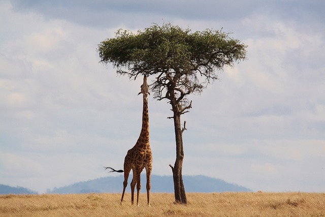 Safari en Tanzanie : quel parc choisir ?